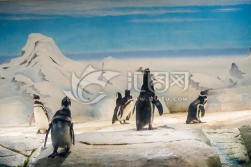 企鹅 冰雪 海洋馆