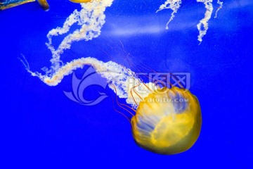 梦幻水母 鱼缸背景图