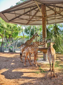 动物园 长颈鹿