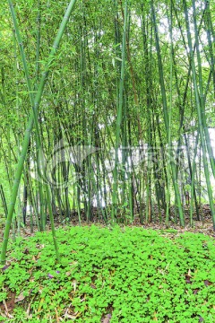 竹林