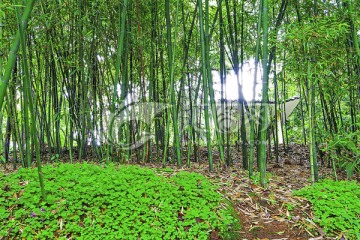 竹林