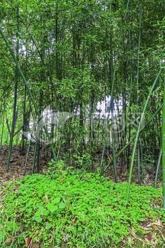 竹林