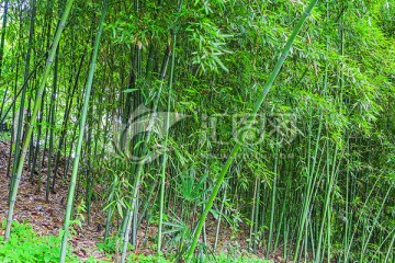 竹林