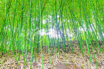 竹林