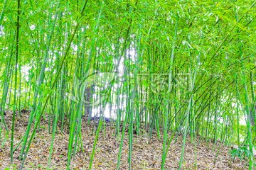 竹林