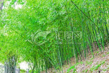 竹林