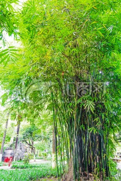 竹林