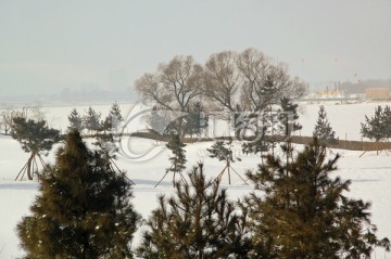 沈阳雪景 白雪覆盖的城市绿地