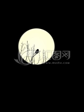 月夜 鸟