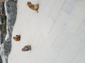 猴园