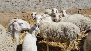 农村家养的羊