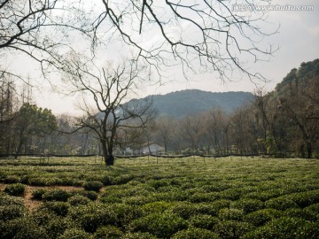 九溪茶园风景