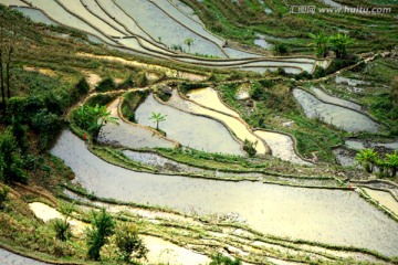 元阳哈尼梯田