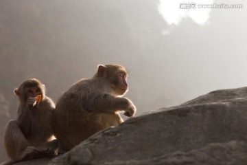 张家界 武陵源 著名景点 猴子