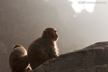 张家界 武陵源 著名景点 猴子