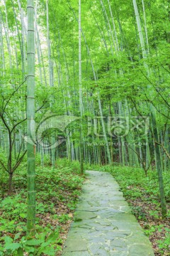 竹子竹林