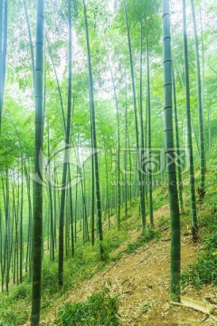 竹子竹林