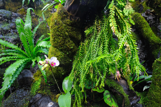 植物景观设计