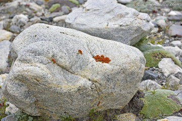 高原微生物