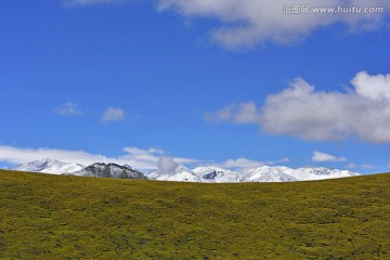 西藏 高原草原