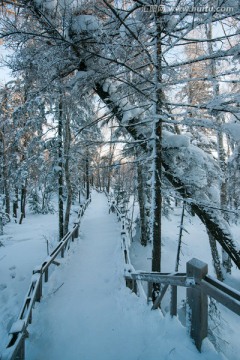 森林雪景