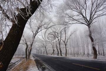 冬天 树挂 公路