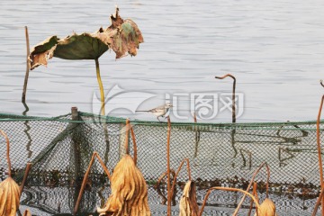 西湖小鸟