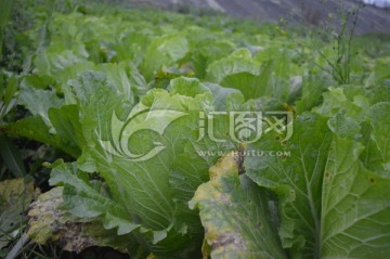 白菜 大白 菜包心菜 青菜种植
