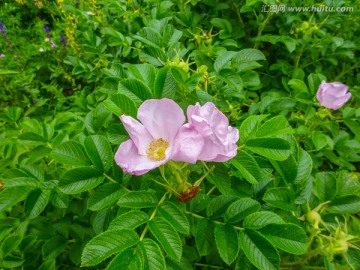 植物 花卉 花草