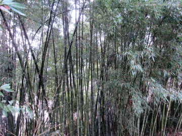 竹林