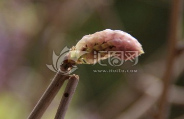 紫藤花苞 花蕾