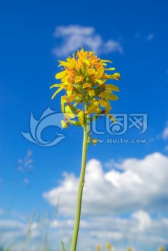 野花