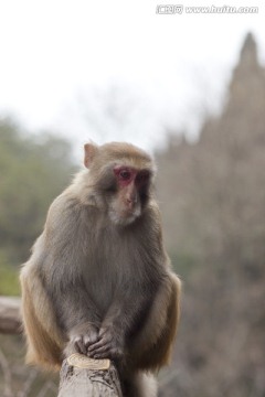 张家界 武陵源 著名景点 猴子
