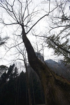 张家界 武陵源 著名景点 旅游