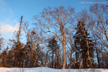 林海雪原 雪乡 树木