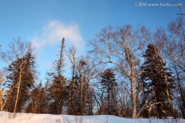 林海雪原 雪乡 树木 白雪 冬