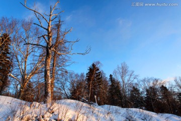 林海雪原 雪乡 树木