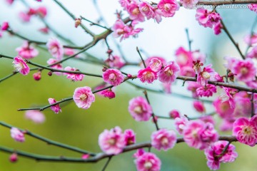 梅花