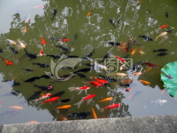 鱼 鱼池 观赏鱼 水景 景观
