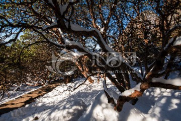 轿子雪山高山杜鹃林风光