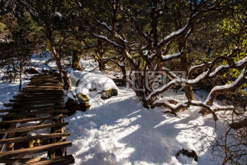 轿子雪山高山杜鹃林风光