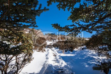 高山杜鹃和冷杉林