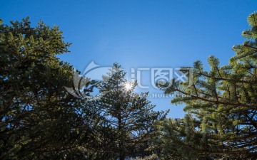 太阳光芒透过冷杉林梢
