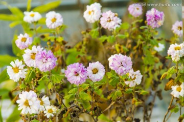 秋菊