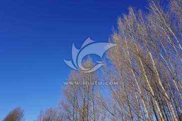 蓝天 杨树 冬天