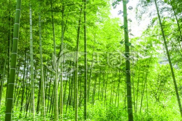 阳光竹林 竹子