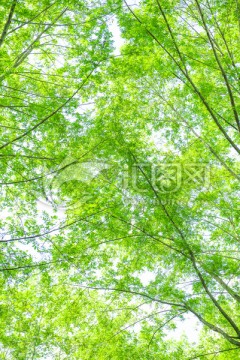 树枝 绿叶 天空
