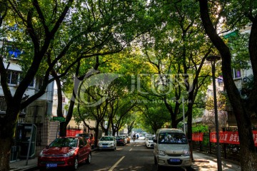 城市绿化 树林 城市花园 公园