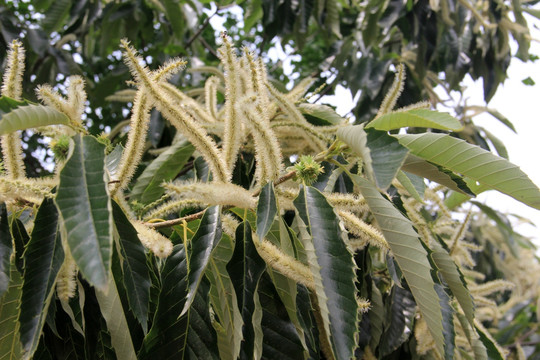 板栗树开花
