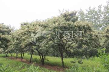 板栗树 绿色植物